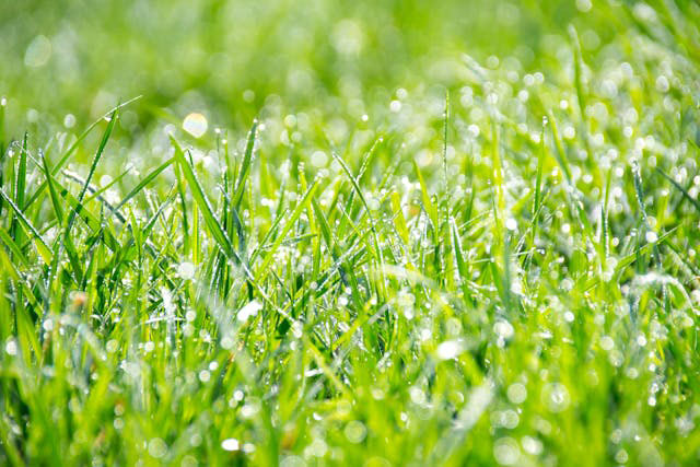 Green grass with morning dew
