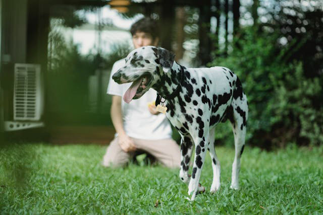A dalmatian dog in a back yard