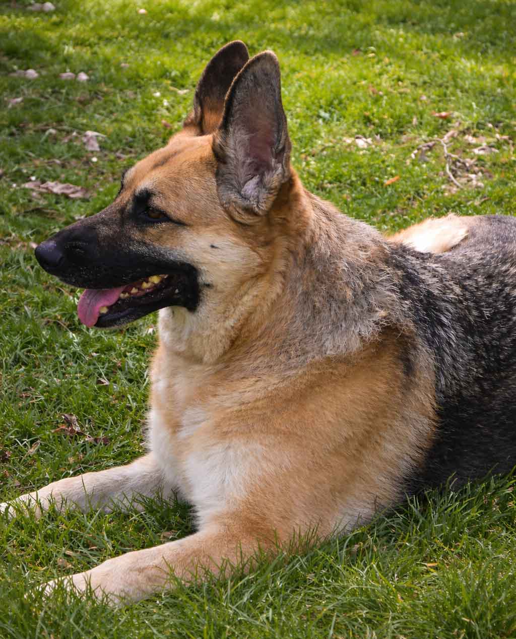 A German shepherd dog