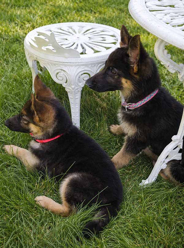 Two German Shepherd puppies